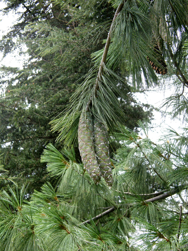 Pinus strobus